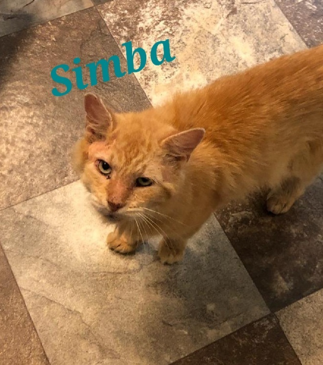 Simba