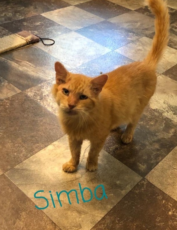 Simba 2