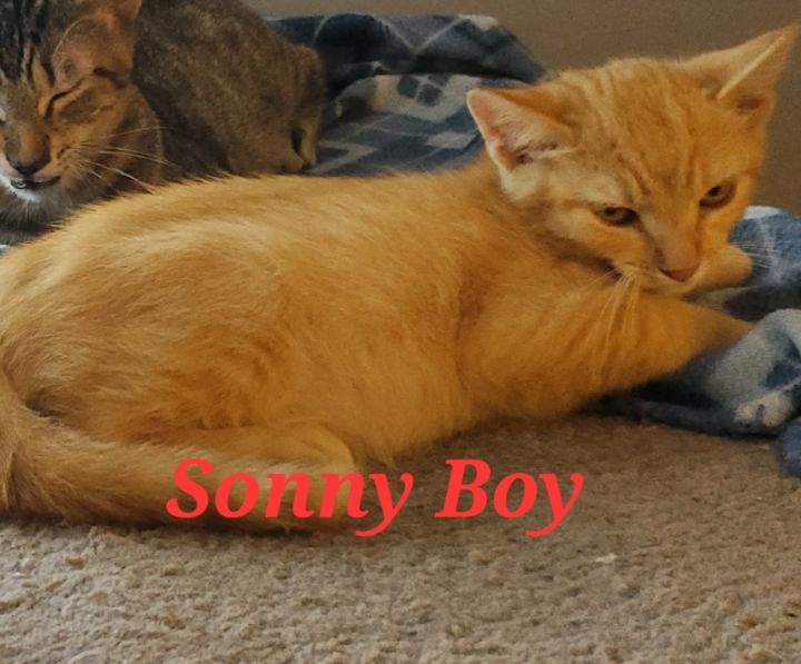 Sonny Boy 2