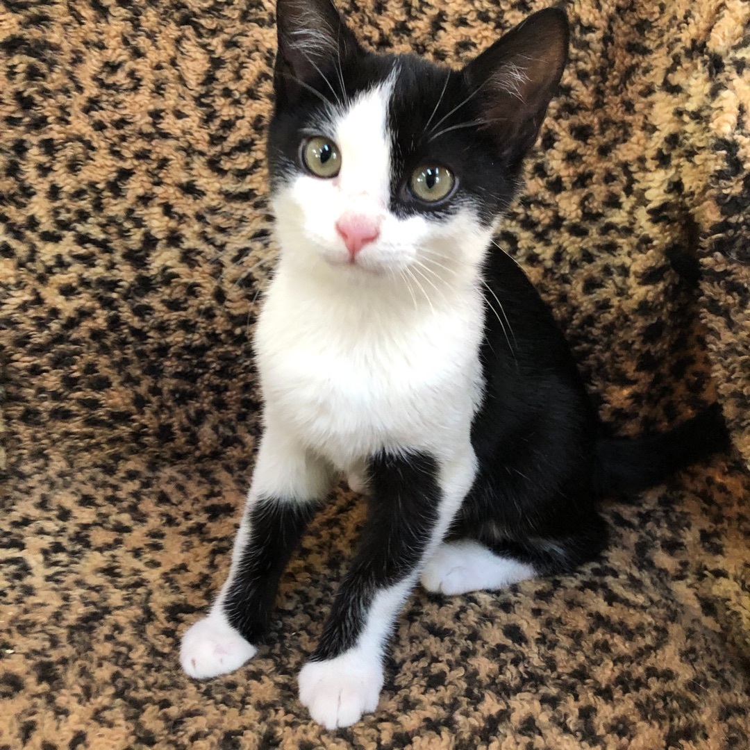Greyfoot best sale cat rescue