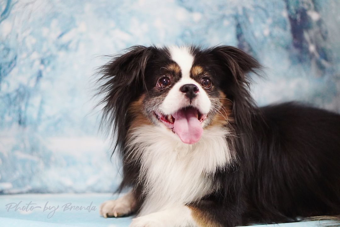 Oreo, an adoptable Tibetan Spaniel, Papillon in Van Nuys, CA, 91401 | Photo Image 1