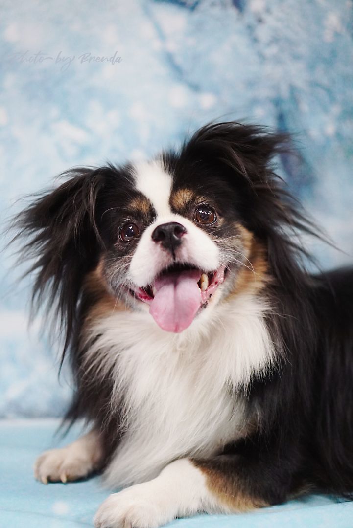 Oreo, an adoptable Tibetan Spaniel, Papillon in Van Nuys, CA, 91401 | Photo Image 3