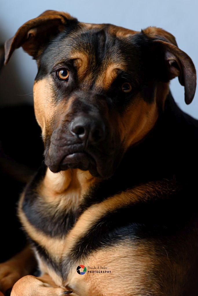 Boerboel mixed with store rottweiler