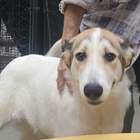 FADELIA, an adoptable Smooth Collie in Point Richmond, CA_image-3