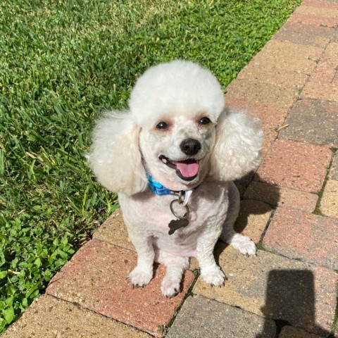Chance Mills, an adoptable Poodle in Houston, TX_image-1