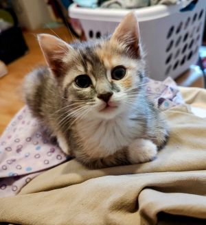 Gnocchi