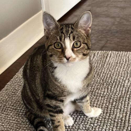 Lexi, an adoptable Domestic Short Hair in Chapel Hill, NC_image-1