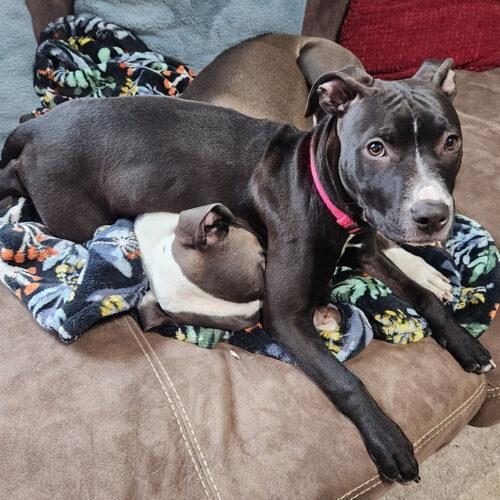 Opal, an adoptable American Staffordshire Terrier Mix in Minneapolis, MN_image-5