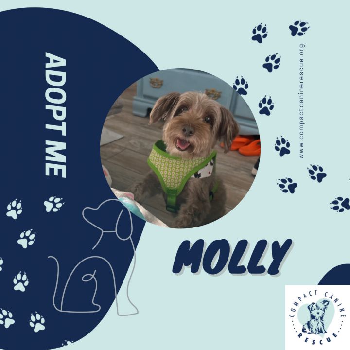 Molly, an adoptable Yorkshire Terrier & Miniature Poodle Mix in Chesapeake, VA_image-3