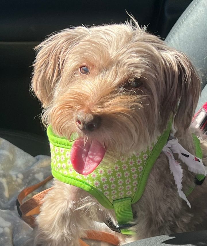 Molly, an adoptable Yorkshire Terrier & Miniature Poodle Mix in Chesapeake, VA_image-5