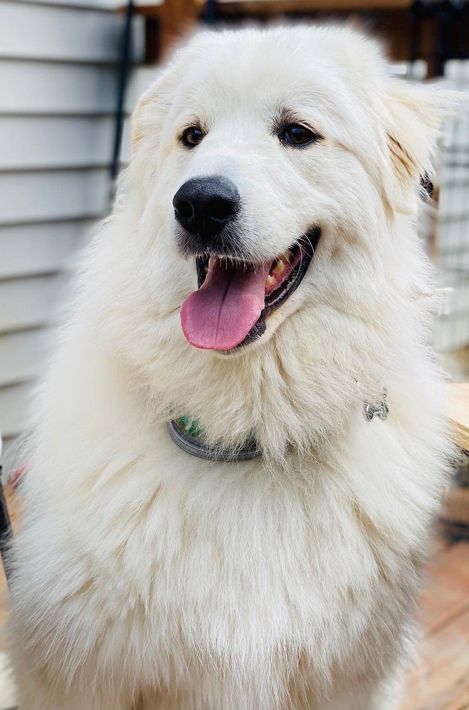 Takaani (was Carlos), an adoptable Great Pyrenees in Hamilton, MT, 59840 | Photo Image 1