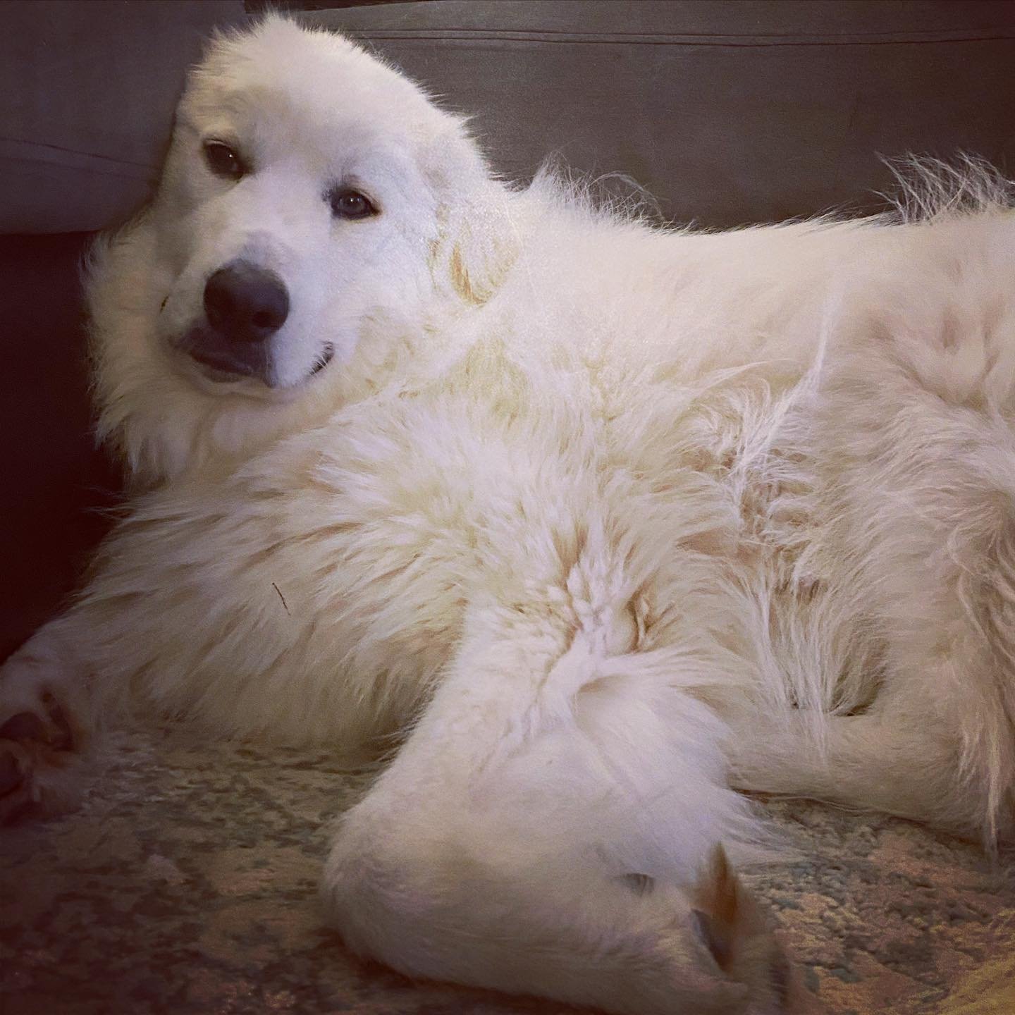 Takaani (was Carlos), an adoptable Great Pyrenees in Hamilton, MT, 59840 | Photo Image 2