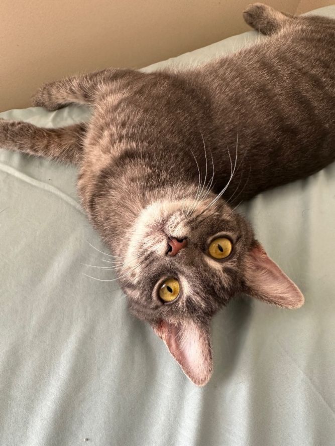 Juniper