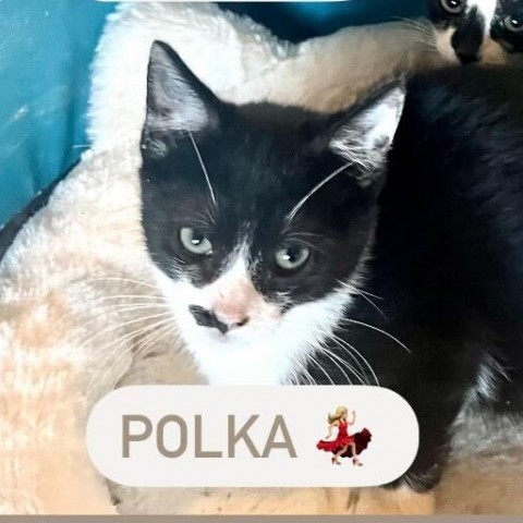 Polka, an adoptable Domestic Short Hair in Brooklyn, NY_image-1