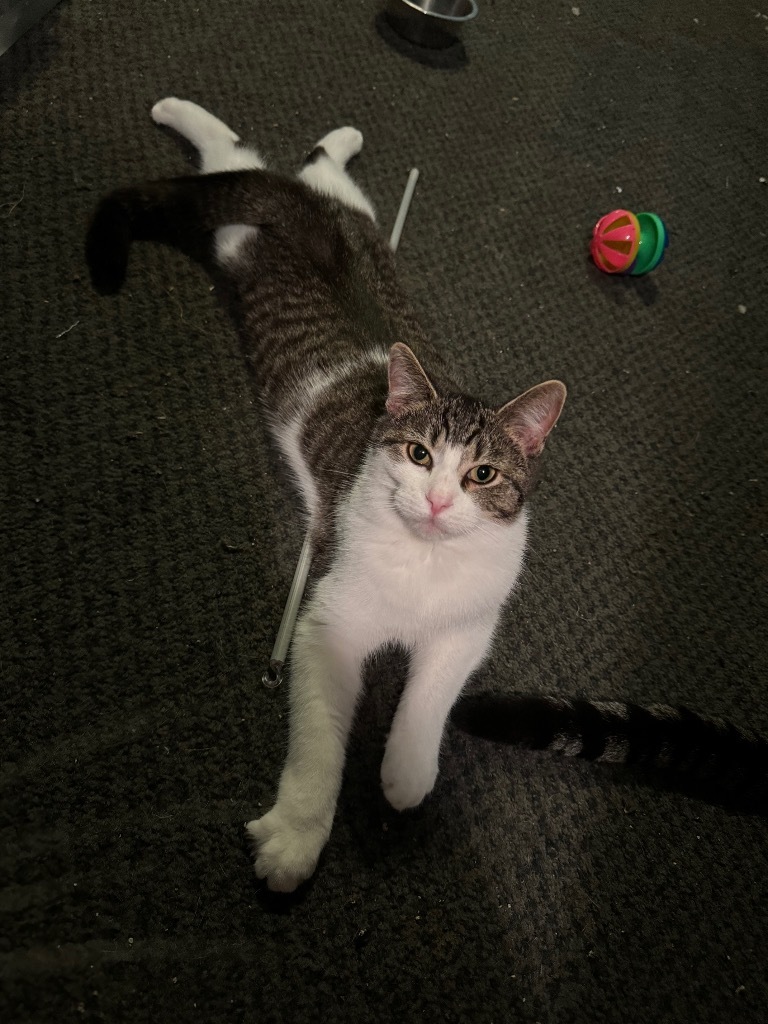 Marcie