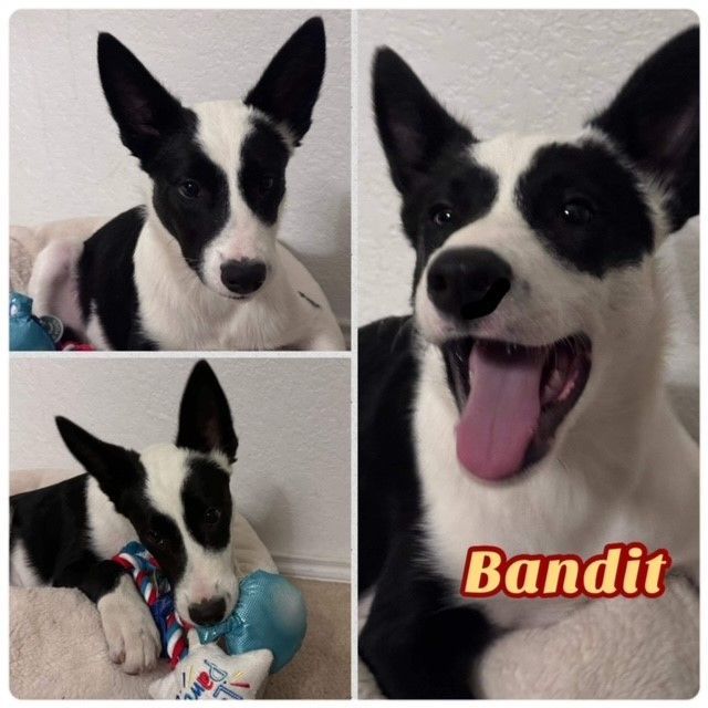 Bandit, an adoptable Border Collie in Williston, VT, 05495 | Photo Image 3