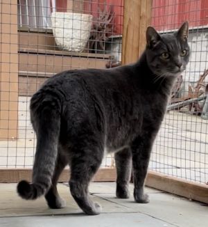 Read a book, adopt a cat at new Petaluma adoption center