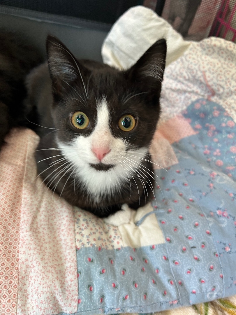 Cat For Adoption - Meerkat, A Domestic Medium Hair In White Oak, Pa 