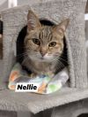 Nellie photo 1