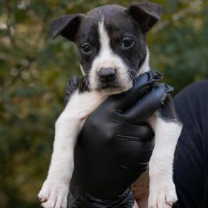 Squirt Pit Bull Terrier Dog