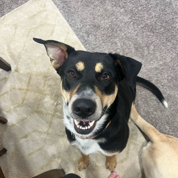 Dog for adoption - Roxy, a Mixed Breed in Sioux Falls, SD | Petfinder