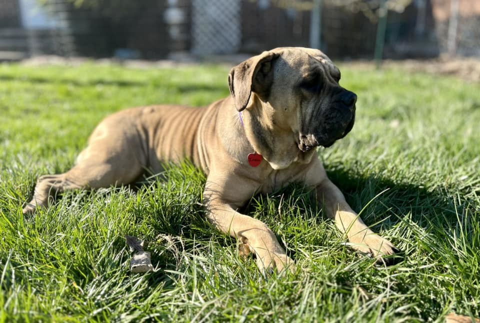 Irma, an adoptable Boerboel, Mastiff in Poland, IN, 47868 | Photo Image 1