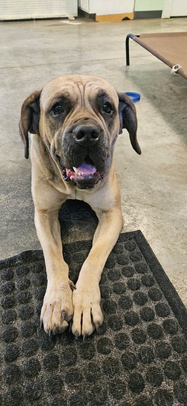 Irma, an adoptable Boerboel in Poland, IN, 47868 | Photo Image 2