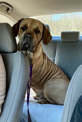 Irma, an adoptable Boerboel, Mastiff in Poland, IN, 47868 | Photo Image 2