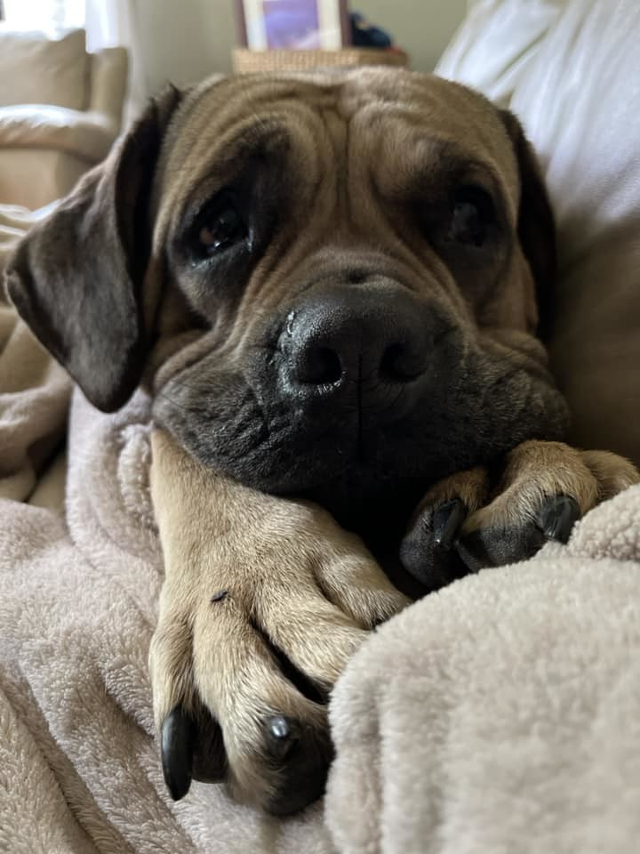 Irma, an adoptable Boerboel, Mastiff in Poland, IN, 47868 | Photo Image 3