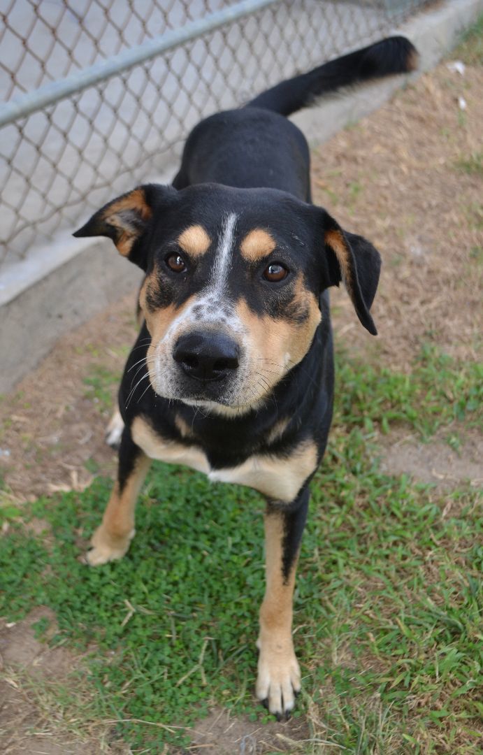 Dog for adoption Christopher a Hound Mix in Beaumont TX