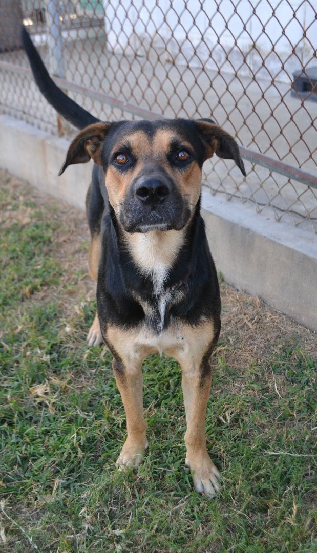 Dog for adoption Green Bean a Hound Mix in Beaumont TX