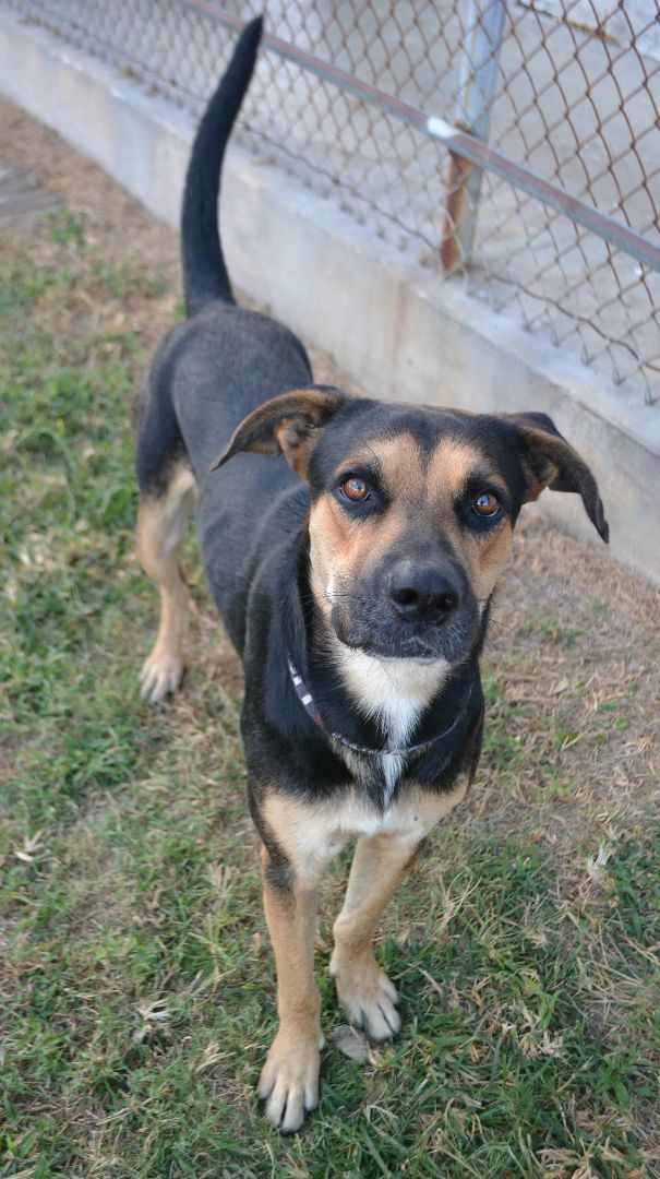 Dog for adoption Green Bean a Hound Mix in Beaumont TX