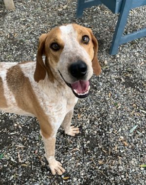 Pecan Hound Dog