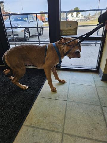 HONEY BUN, an adoptable Pit Bull Terrier in Norfolk, VA, 23502 | Photo Image 1