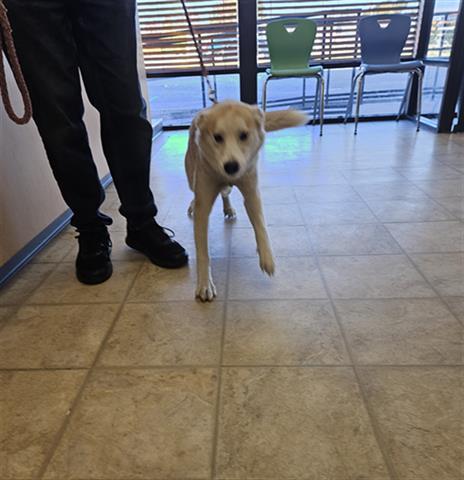 CHARLIE, an adoptable Siberian Husky, Mixed Breed in Norfolk, VA, 23502 | Photo Image 1