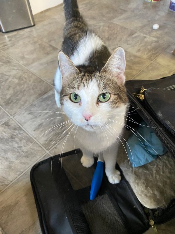 Tiki Cat