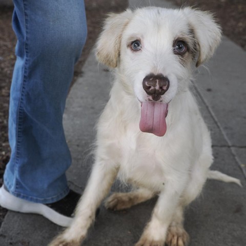 JANE, an adoptable Great Pyrenees Mix in Point Richmond, CA_image-1