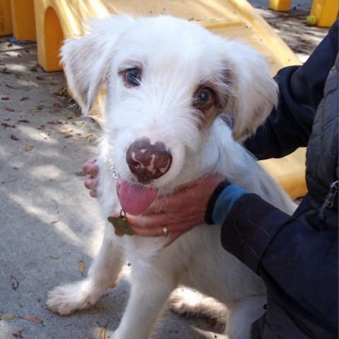 JANE, an adoptable Great Pyrenees Mix in Point Richmond, CA_image-5
