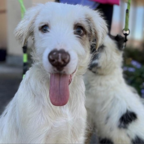 JANE, an adoptable Great Pyrenees Mix in Point Richmond, CA_image-6