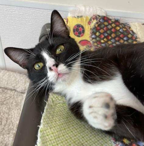 Abigail (Goofy and Affectionate) - $70, an adoptable Domestic Short Hair in Emmett, ID, 83617 | Photo Image 2