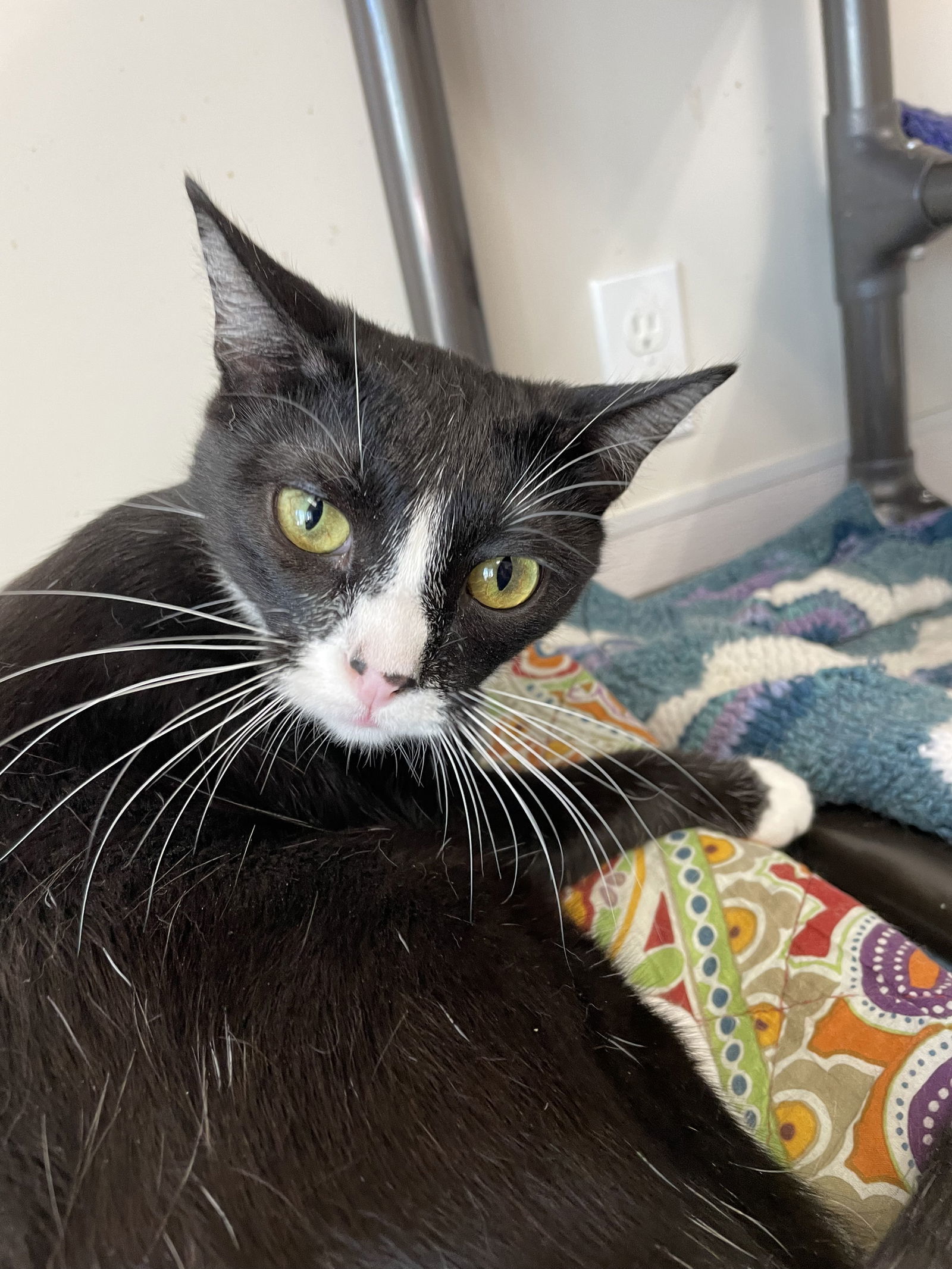 Abigail (Goofy and Affectionate) - $70, an adoptable Domestic Short Hair in Emmett, ID, 83617 | Photo Image 3