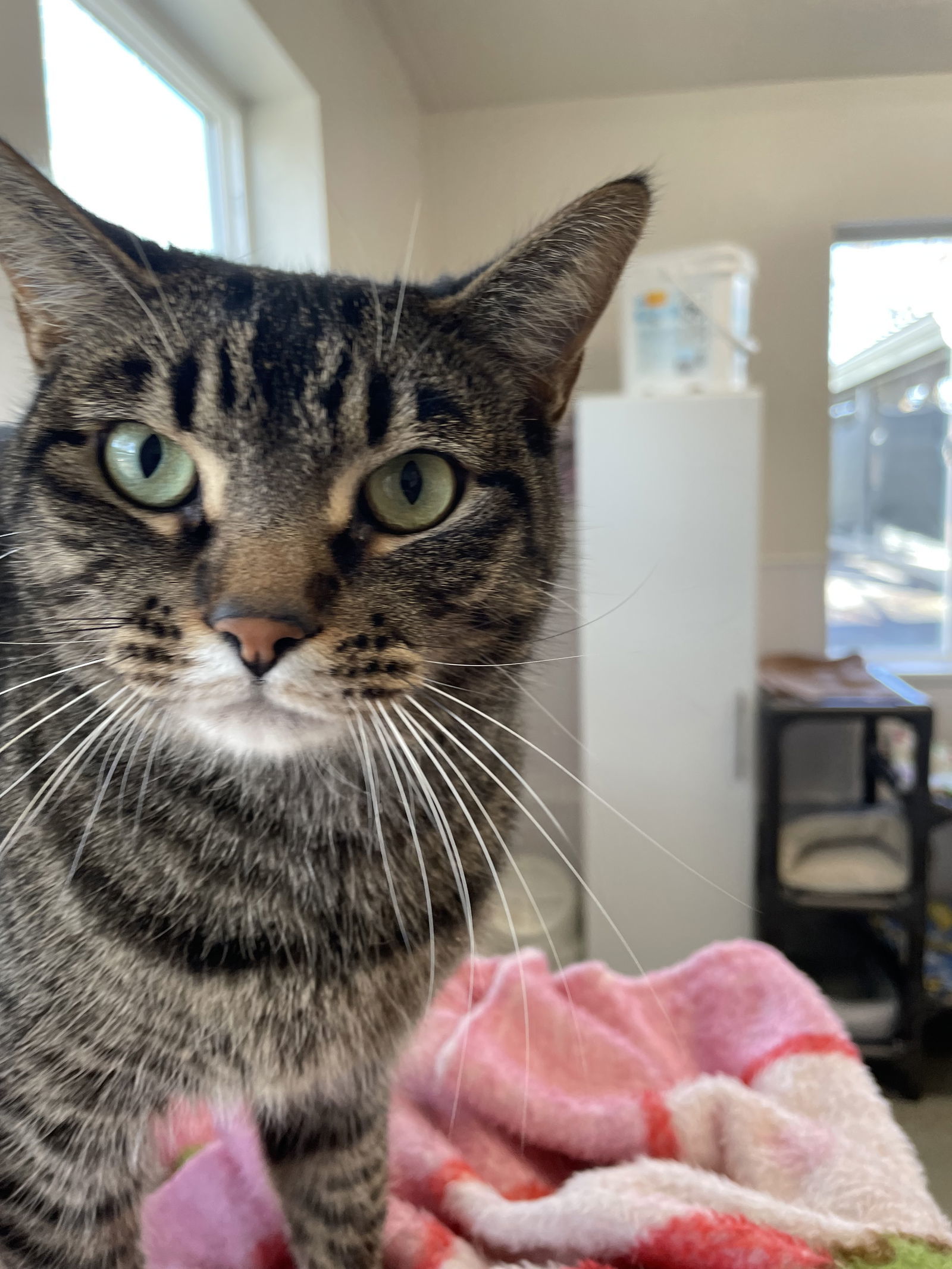 Hazel (Sassy and Loving Tabby) - $70, an adoptable Domestic Short Hair in Emmett, ID, 83617 | Photo Image 1