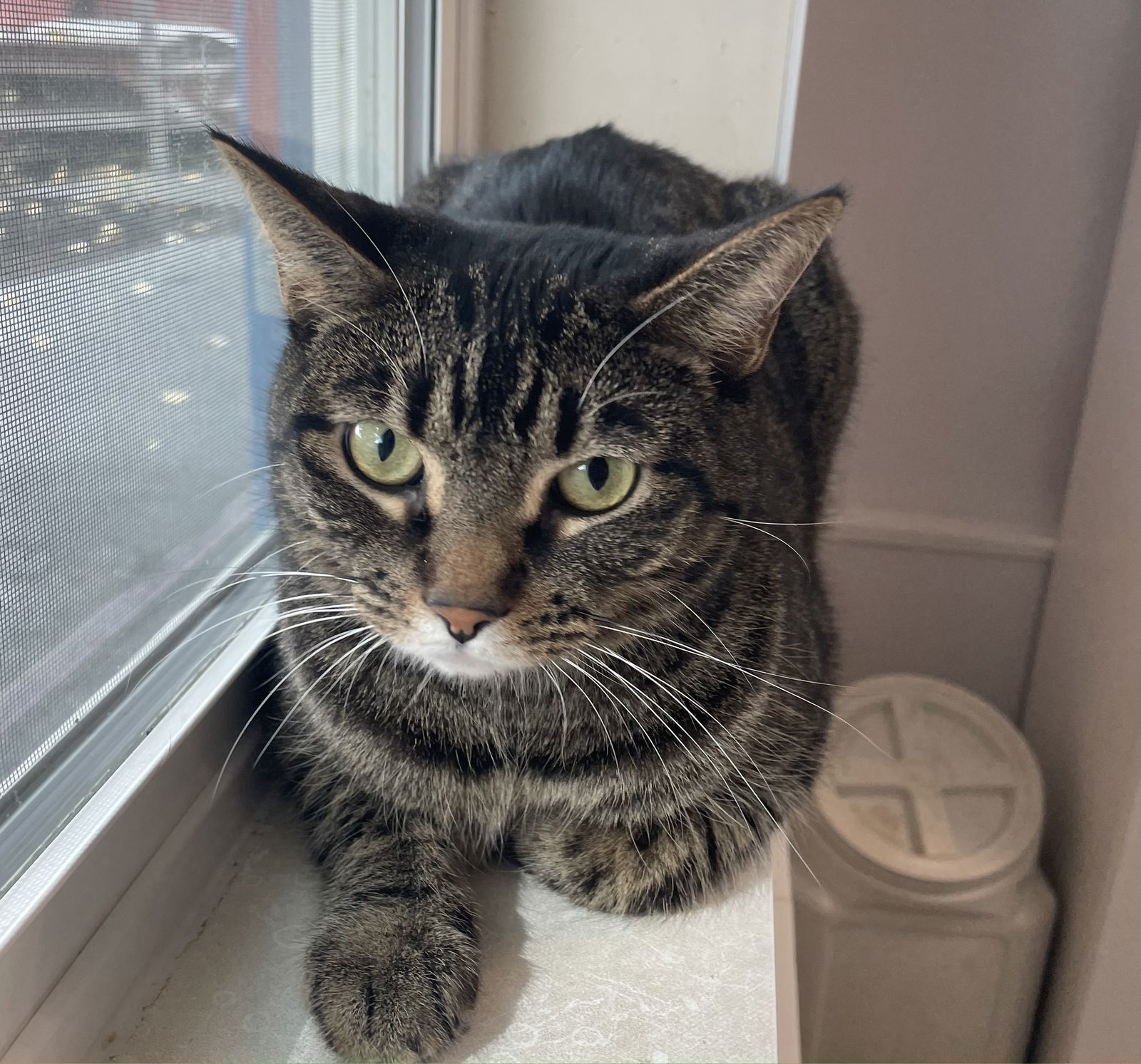 Hazel (Sassy and Loving Tabby) - $70, an adoptable Domestic Short Hair in Emmett, ID, 83617 | Photo Image 2