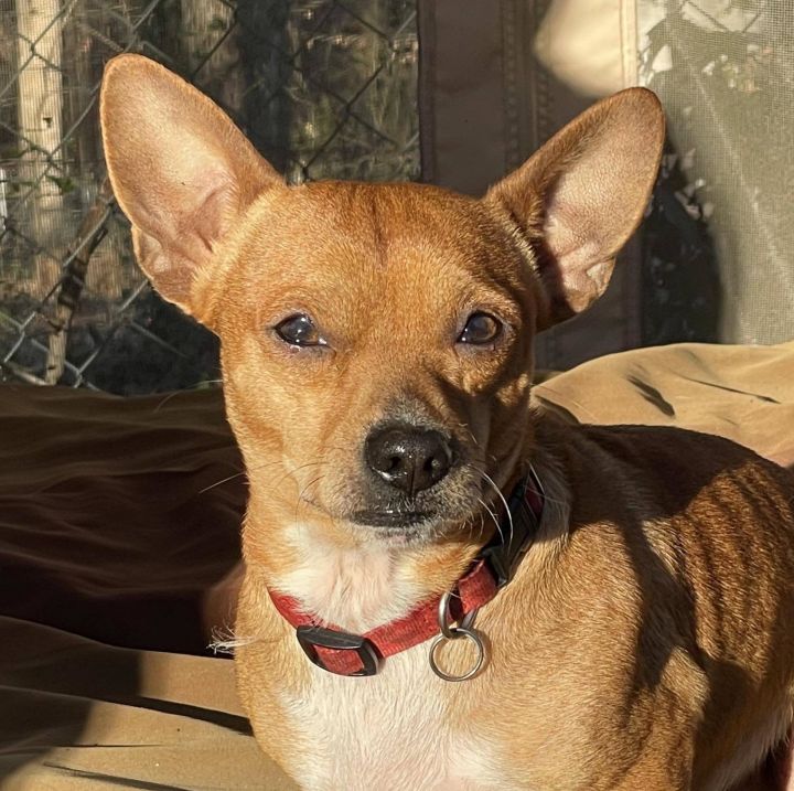 Errol, an adoptable Chihuahua Mix in Cumming, GA_image-1