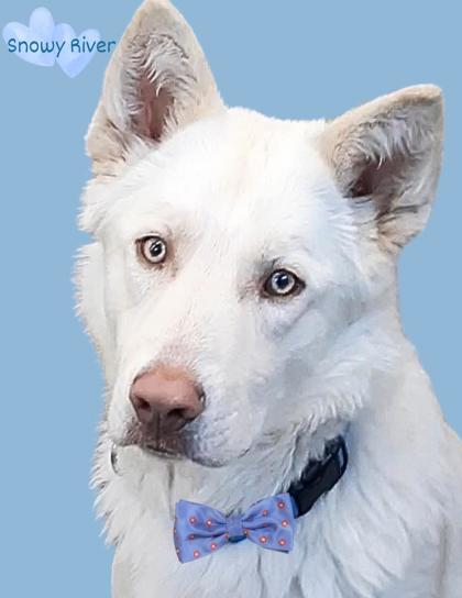 Snowy River, an adoptable Husky, German Shepherd Dog in De Soto, IA, 50069 | Photo Image 1