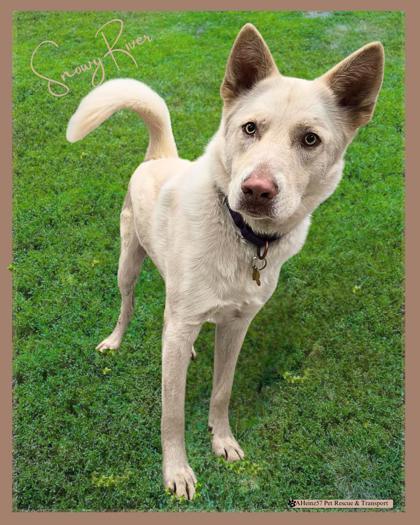 Snowy River, an adoptable Husky, German Shepherd Dog in De Soto, IA, 50069 | Photo Image 1
