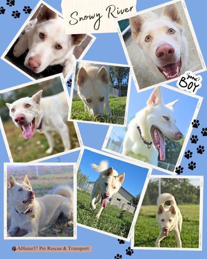 Snowy River, an adoptable Husky, German Shepherd Dog in De Soto, IA, 50069 | Photo Image 2