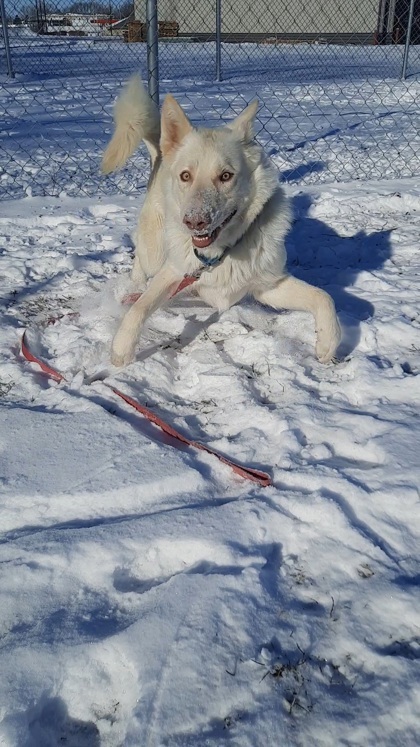 Snowy River, an adoptable Husky, German Shepherd Dog in De Soto, IA, 50069 | Photo Image 3