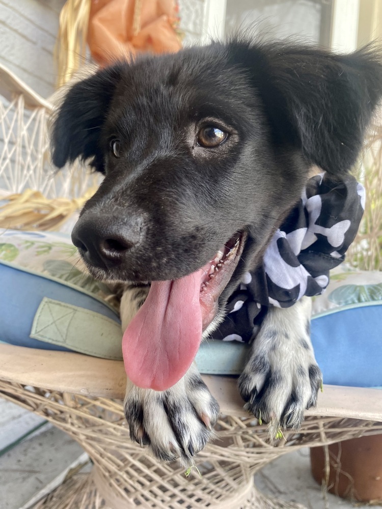 Baloo, an adoptable Papillon in St. Petersburg, FL, 33732 | Photo Image 1