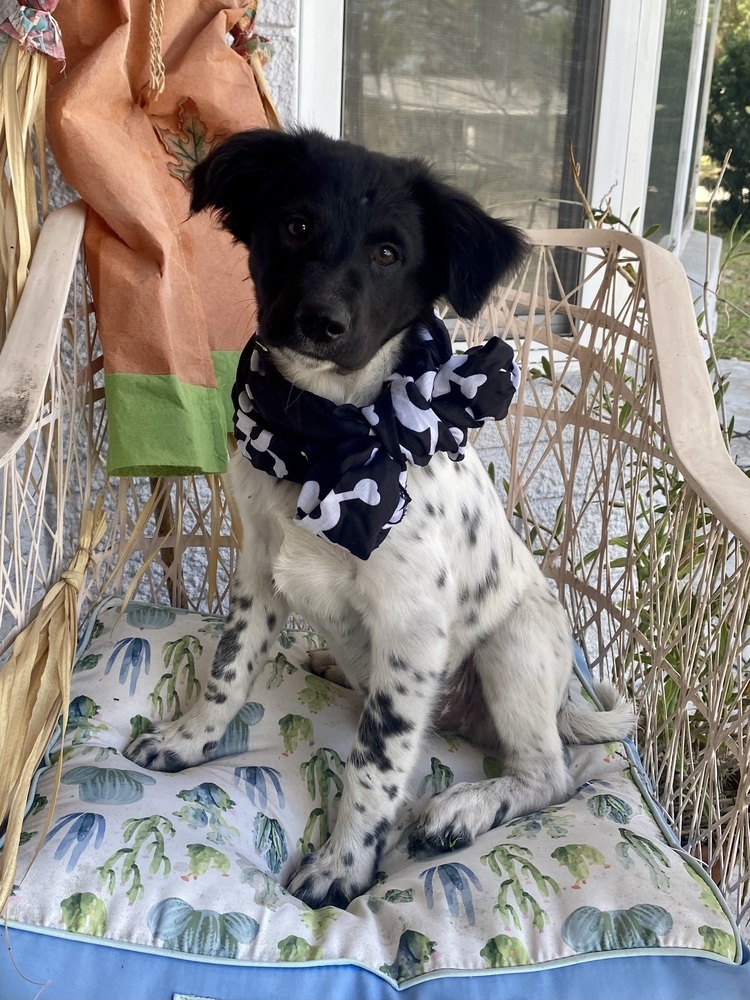 Baloo, an adoptable Papillon in St. Petersburg, FL, 33732 | Photo Image 3